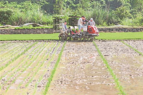 科技賦能農耕新畫卷 岑鞏縣注溪鎮水稻種植基地的現代化插秧實踐
