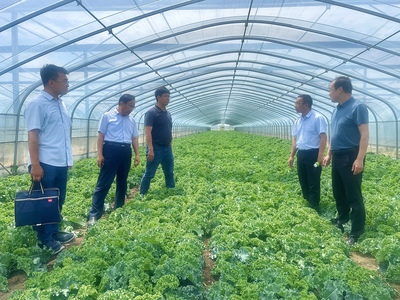 菜價上漲背后 技術(shù)推廣的瓶頸與農(nóng)民的增收困境