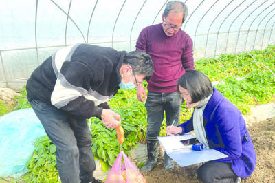 蘭溪馬鈴薯秋播越冬“鉆空檔”農(nóng)業(yè)技術(shù)推廣研究